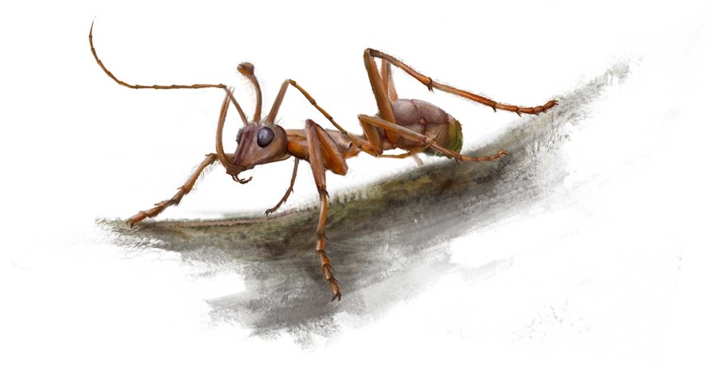 Dessin représentant une attitude de la fourmi-licorne vivante, telle qu'imaginée par les paléontologues