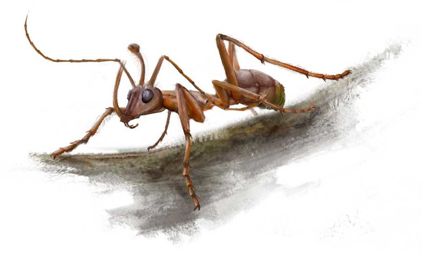 Dessin représentant une attitude de la fourmi-licorne vivante, telle qu'imaginée par les paléontologues