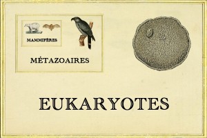 Cladistica, le Tinder de la phylogénétique - Eukaryotes